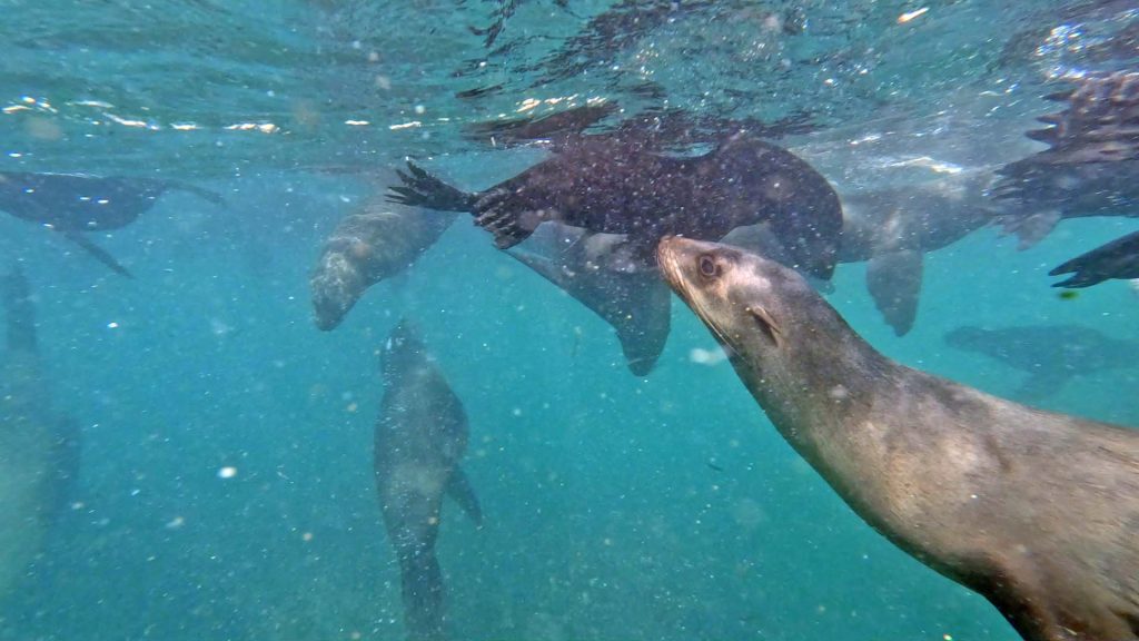 Plettenberg baai zwemmen zeehonden