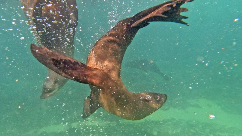 Plettenbergbaai zwemmen met zeehonden