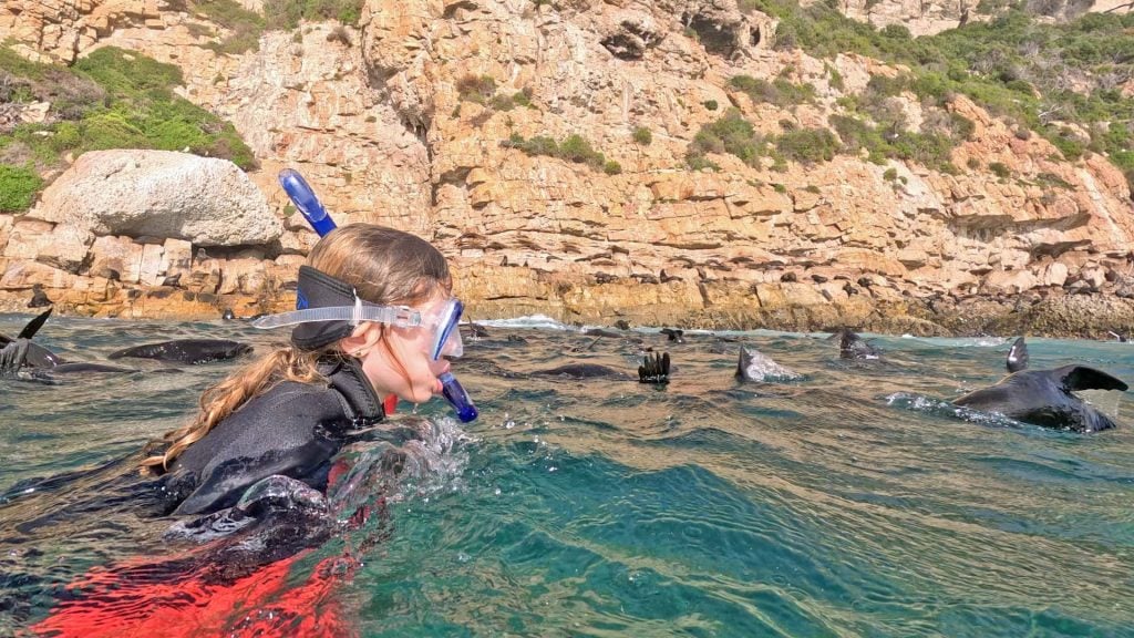 Plettenberg baai zwemmen zeehonden