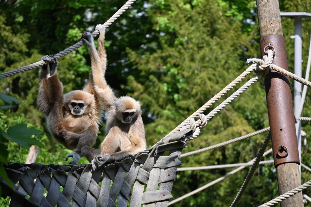 Zoo d’Amiens