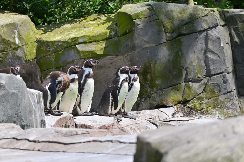 Zoo d’Amiens