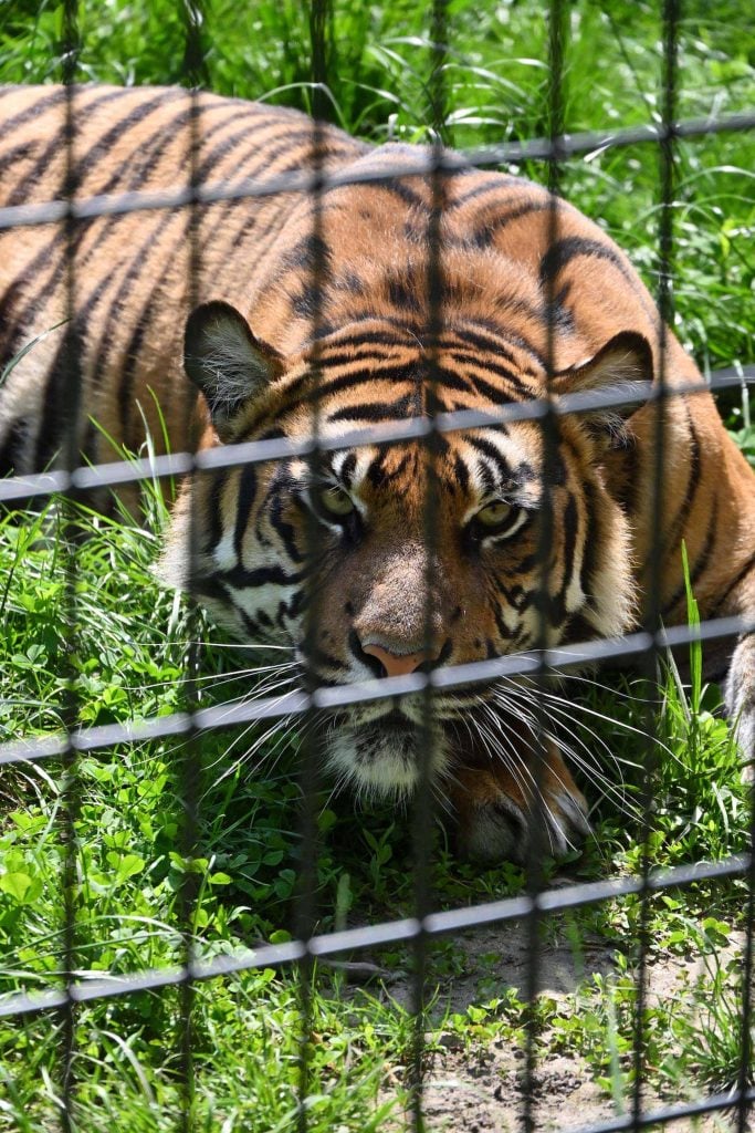 Zoo d’Amiens