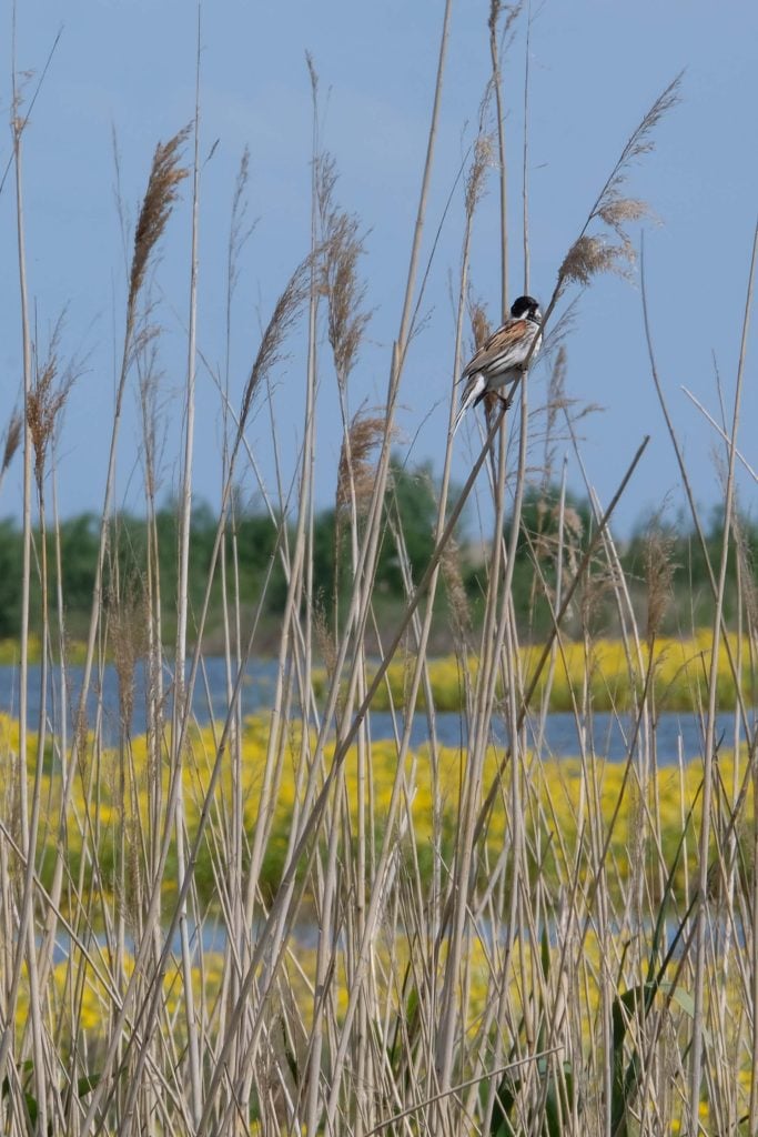 Marker Wadden