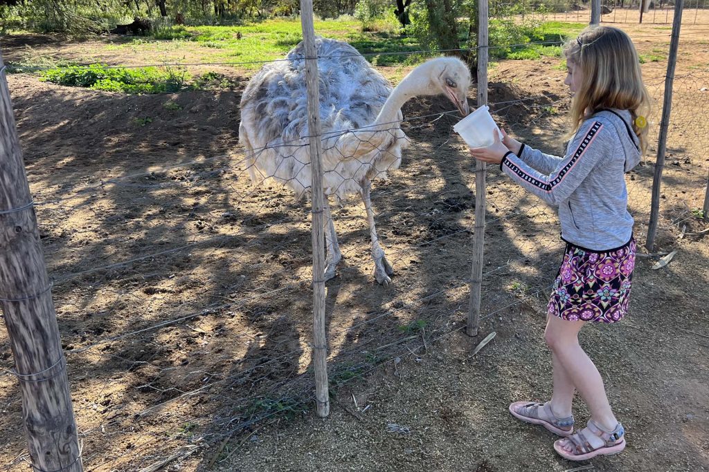 Safari Ostrich Farm