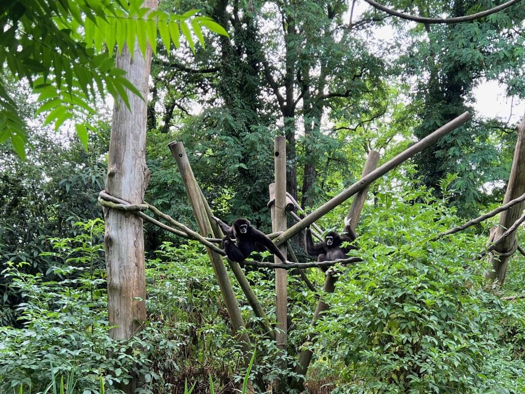 Bioparc dierentuin