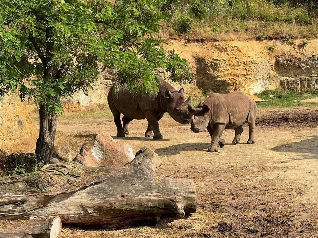 Bioparc dierentuin