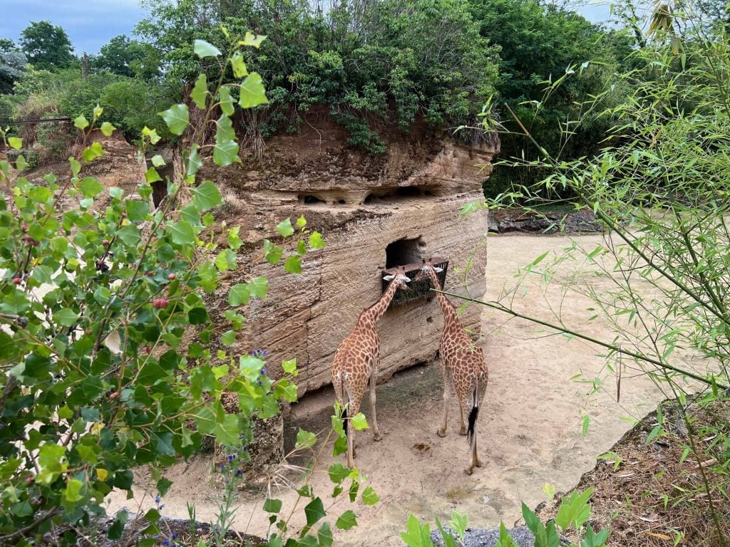 Bioparc dierentuin