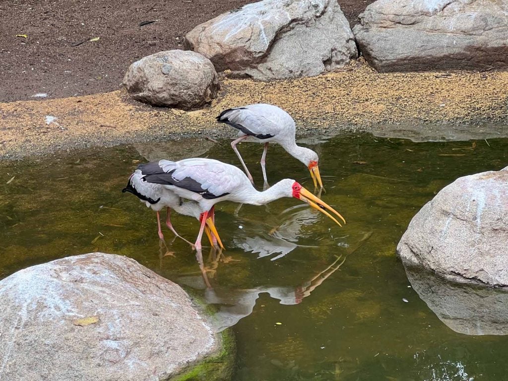 Bioparc dierentuin