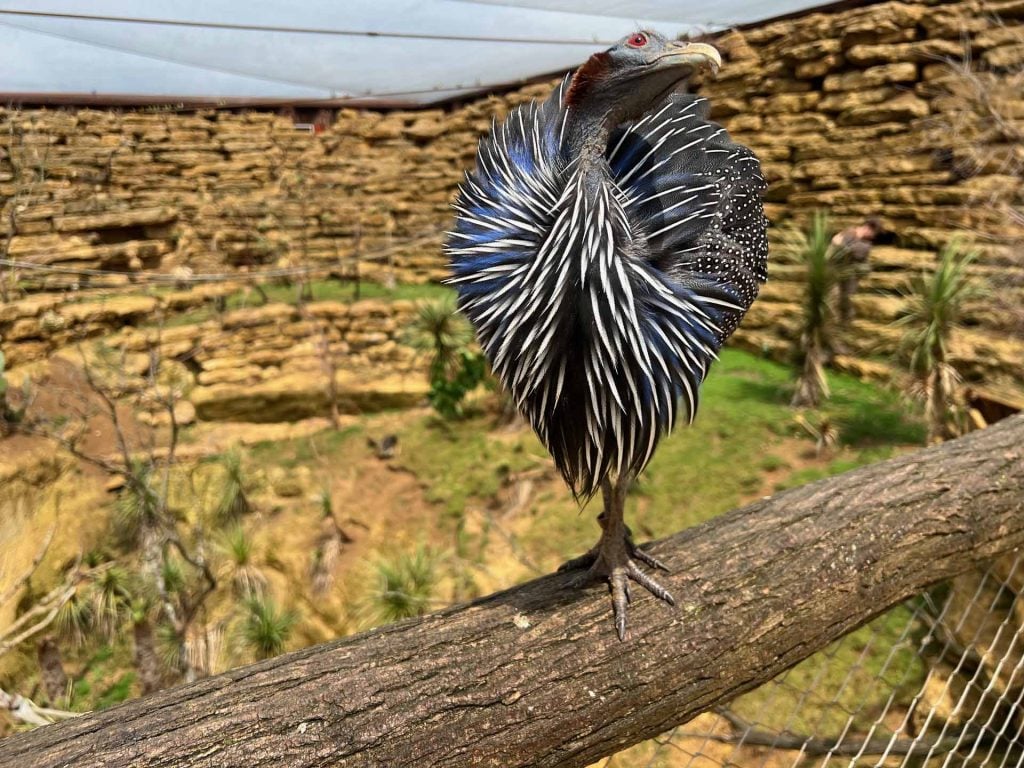 Bioparc dierentuin