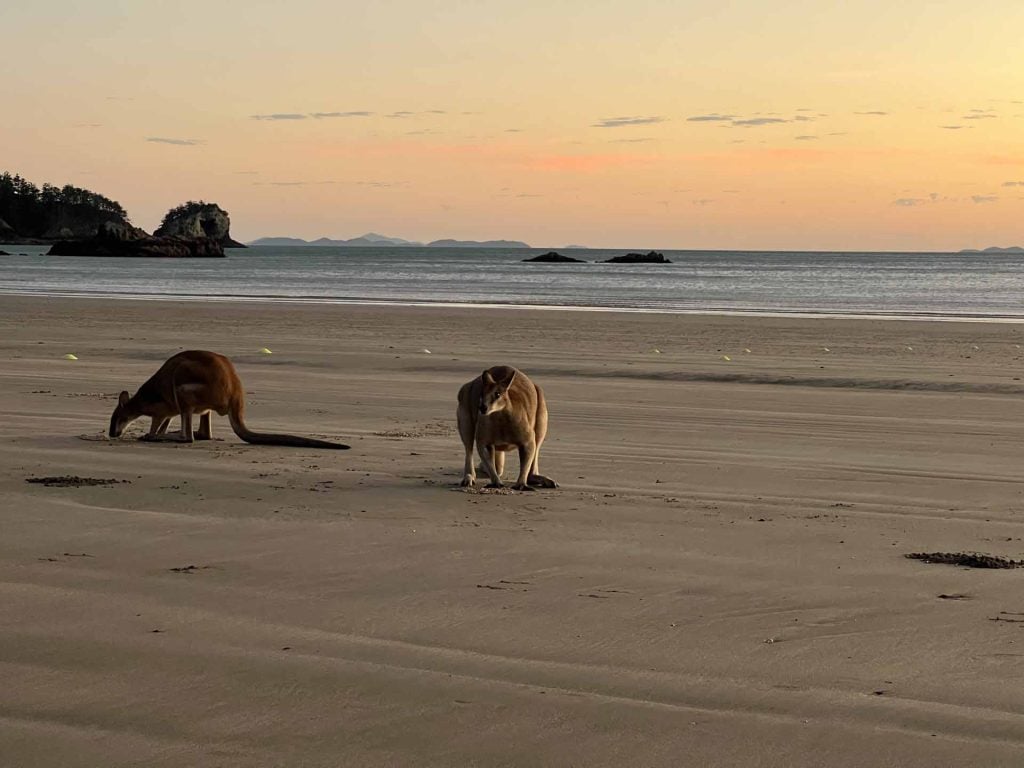 Cape Hillsborough