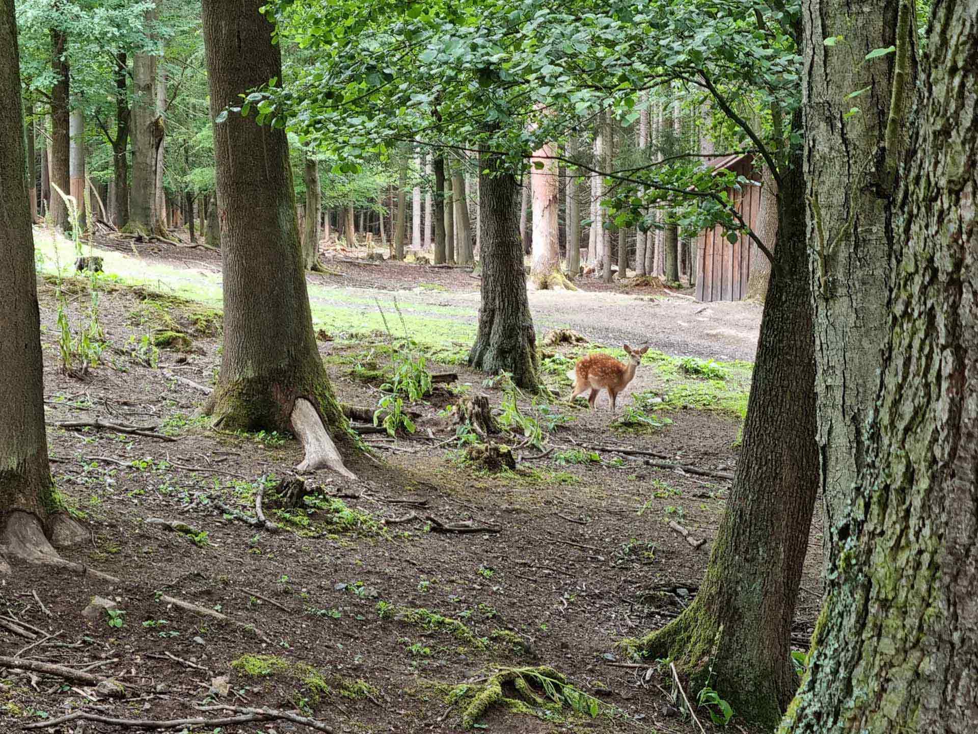 Karlovy Vary wildpark