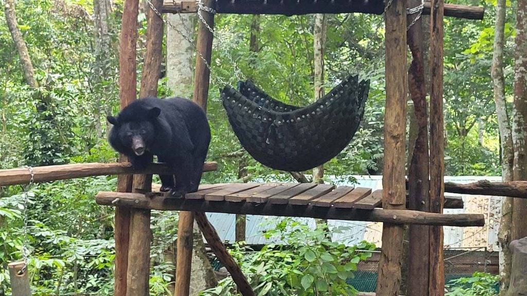 Bear rescue laos