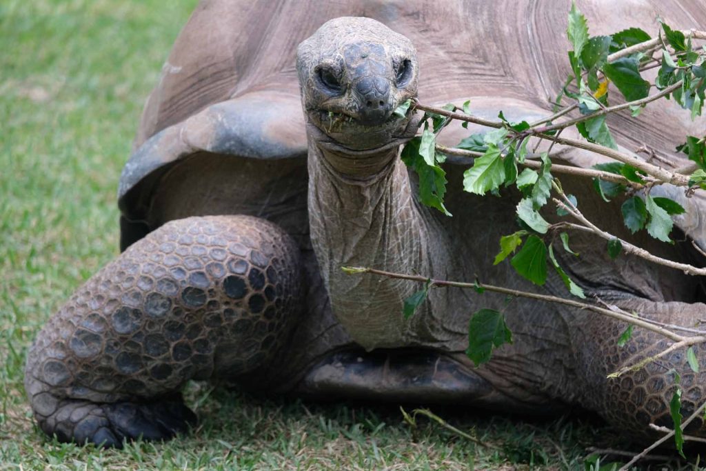 Sunshine coast australia zoo