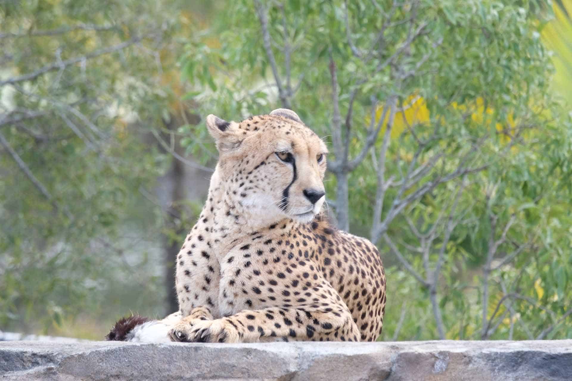 Sunshine coast australia zoo