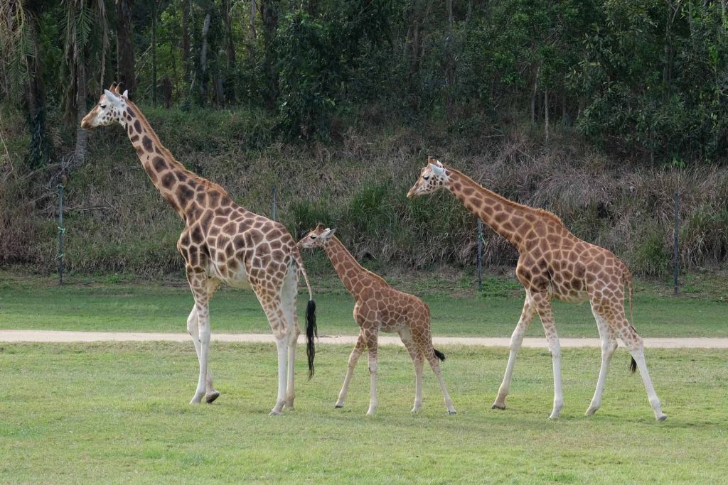 Sunshine coast australia zoo