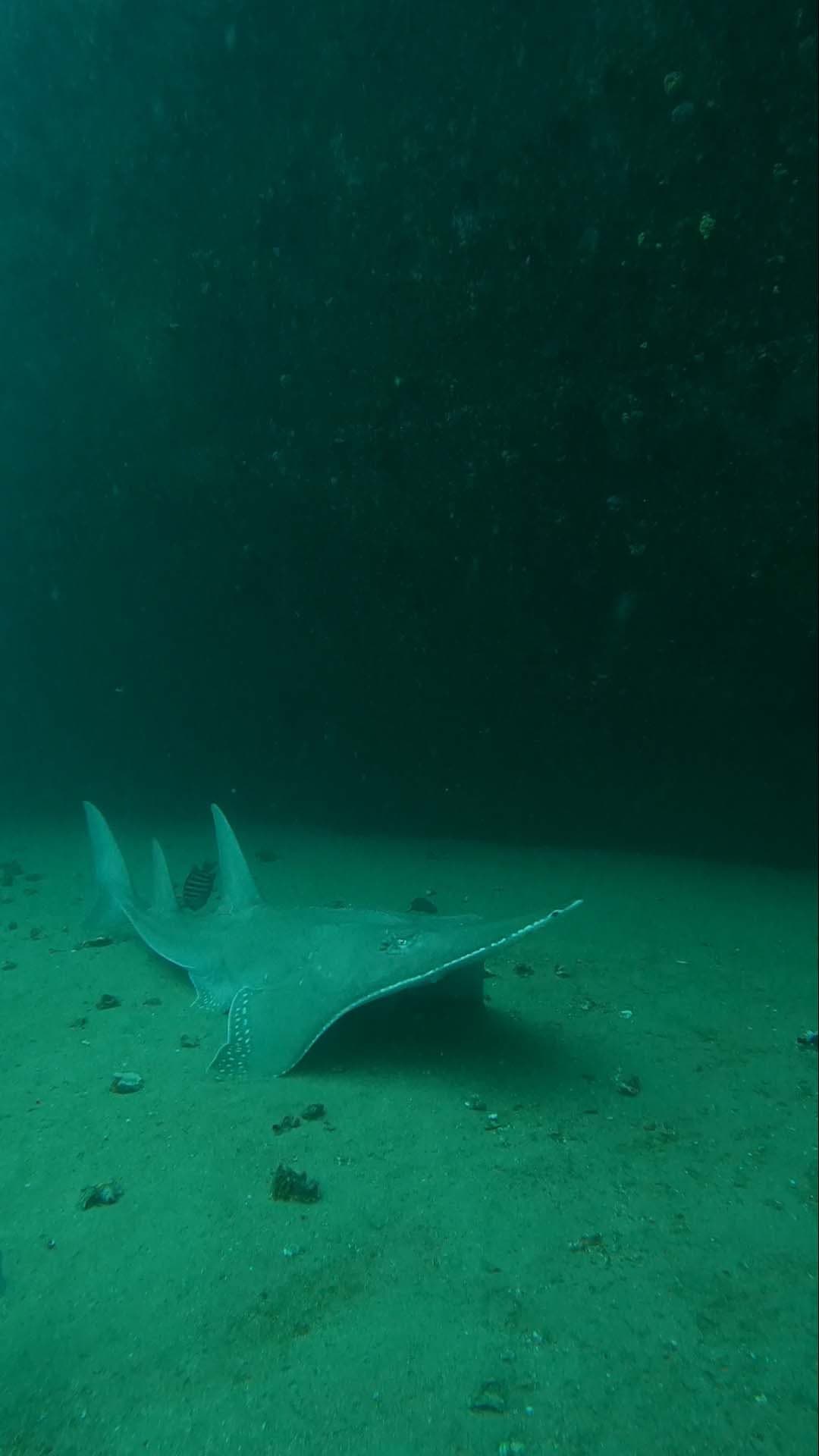 Sunshine coast hmas brisbane
