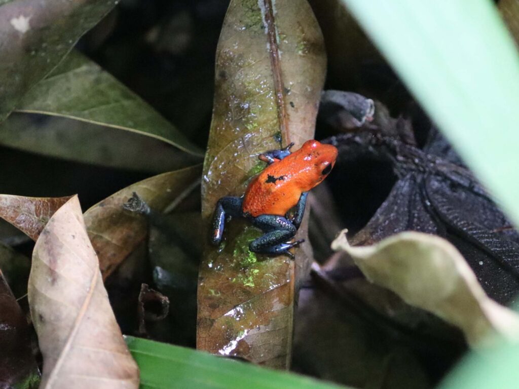 Eco Danaus