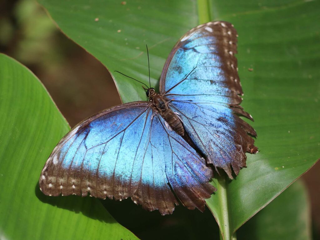 Eco Danaus