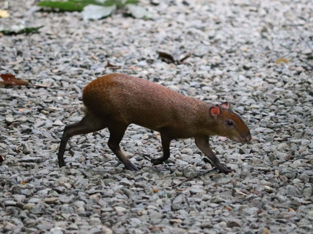 Eco Danaus