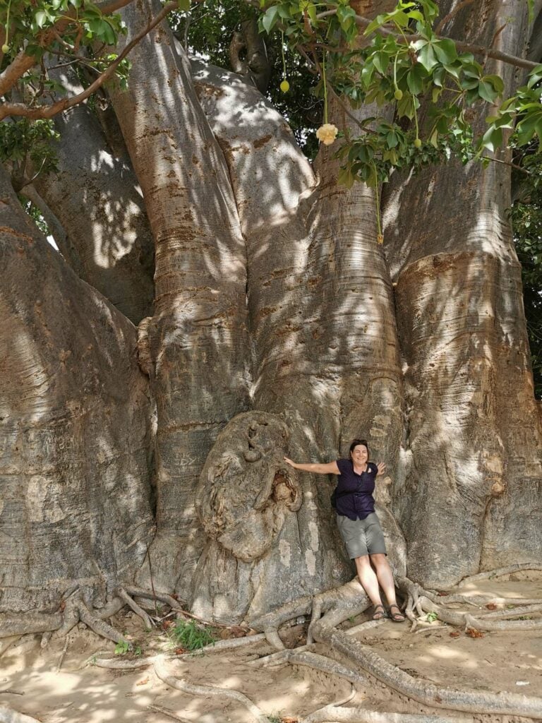 Baobab Senegal