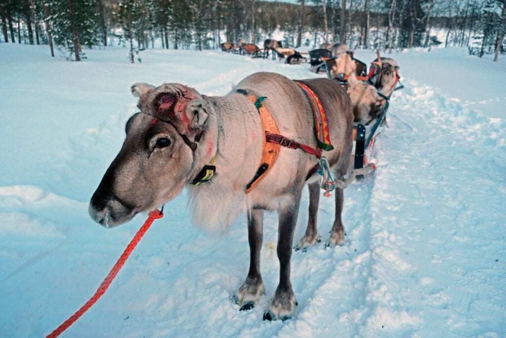 Lapland met kinderen