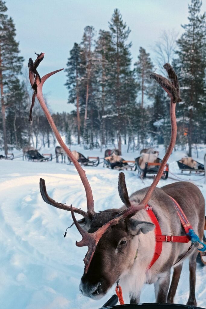 Lapland rendier