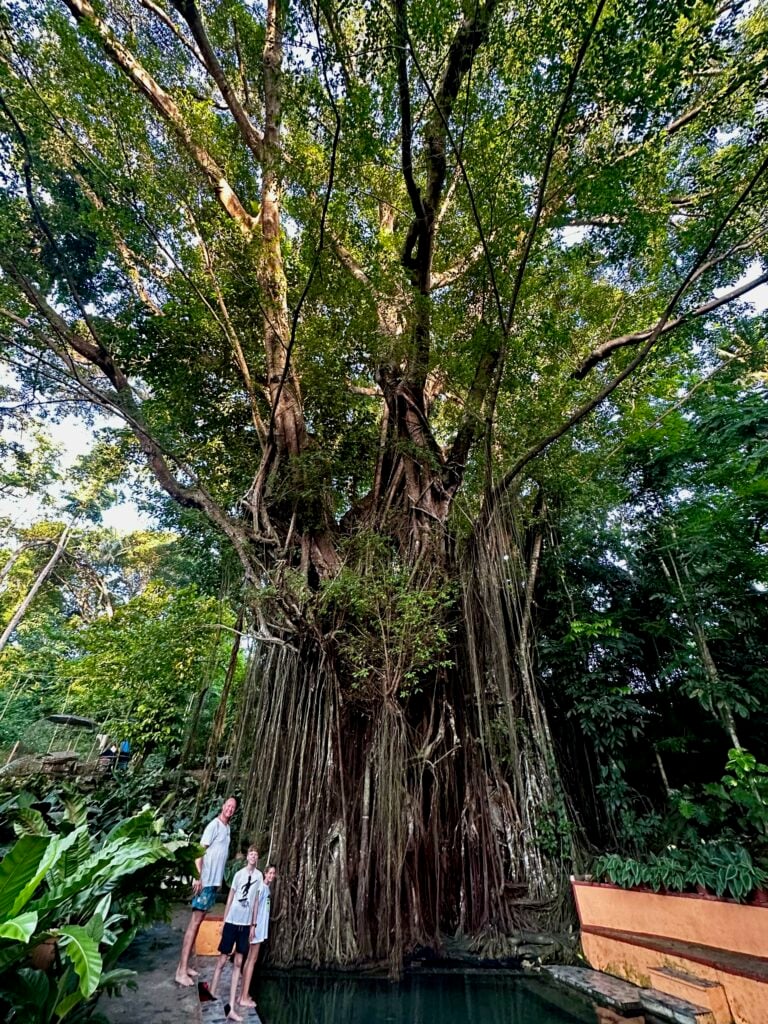 Oude Balete Tree