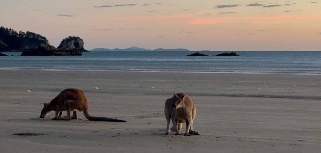 header cape hillsborough