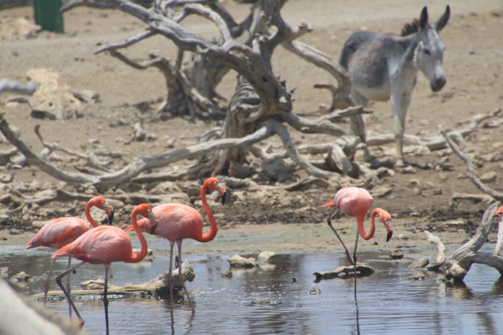 Bonaire