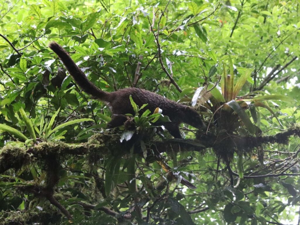 Selvatura Park