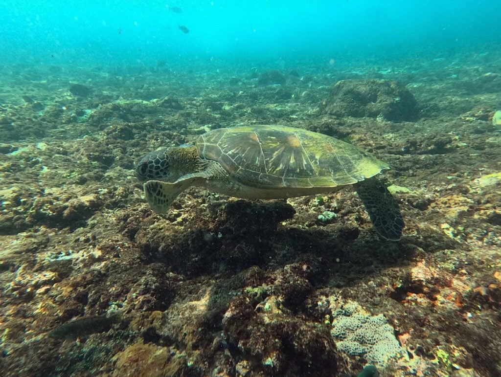 Nusa Lembognan  snorkelen