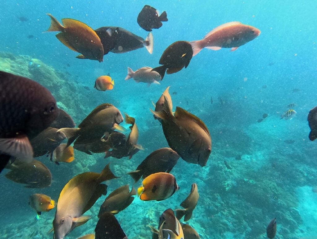 Nusa Lembognan  snorkelen