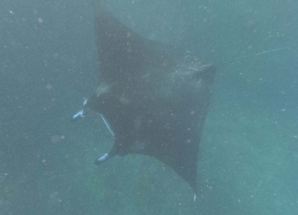 Nusa Lembognan  snorkelen