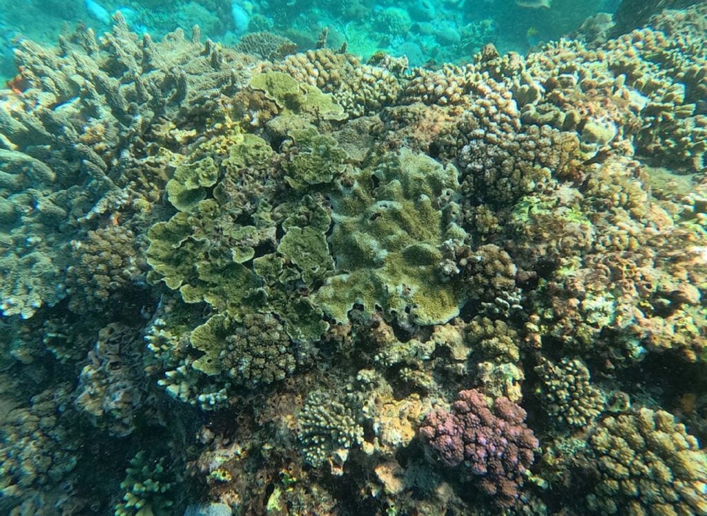 Nusa Lembognan  snorkelen
