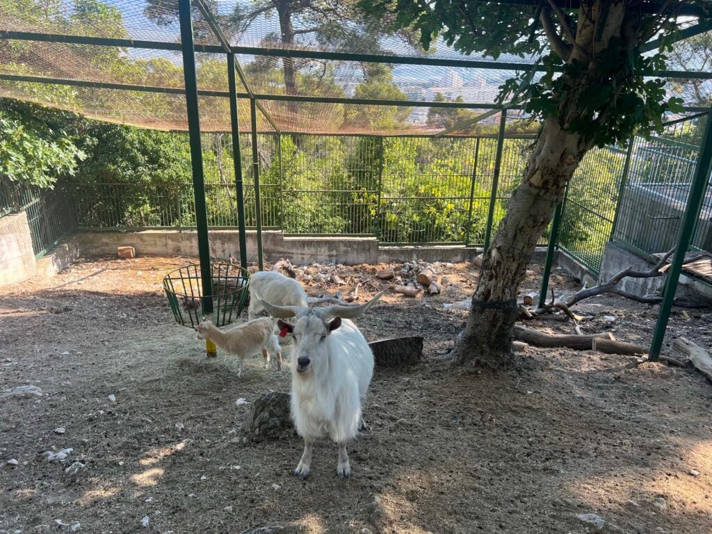 Marjan-heuvel, met split zoo