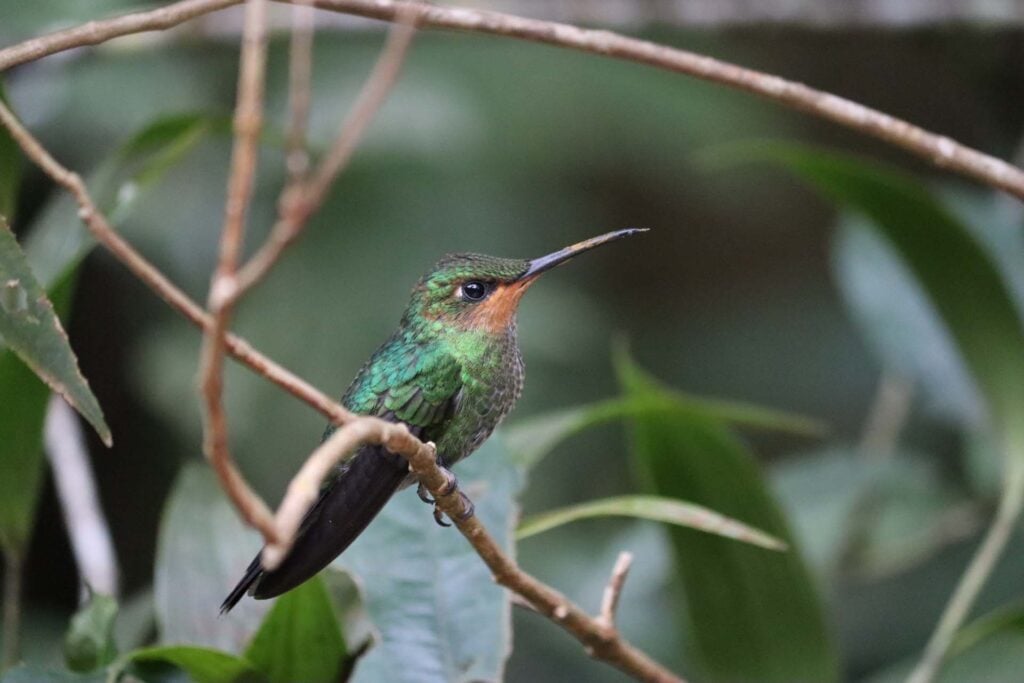 Colibri Café