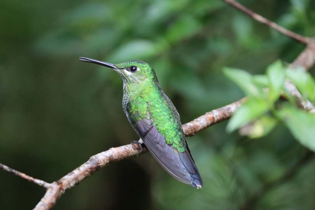 Colibri Café