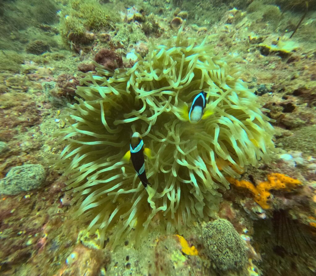 Snorkelen en duiken Cham Eilanden