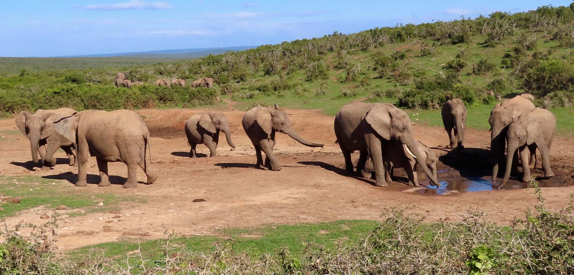 Addo Elephant Park met kinderen