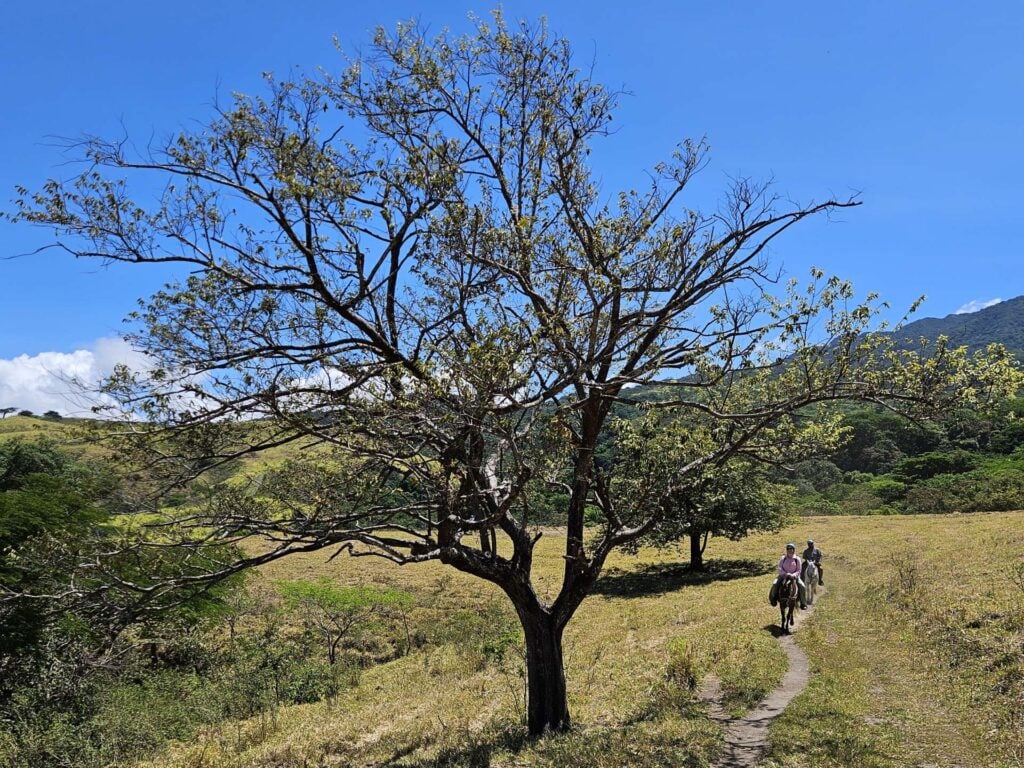Paardrijden costa rica