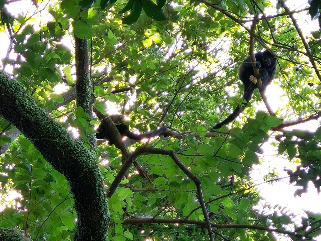 Paardrijden costa rica