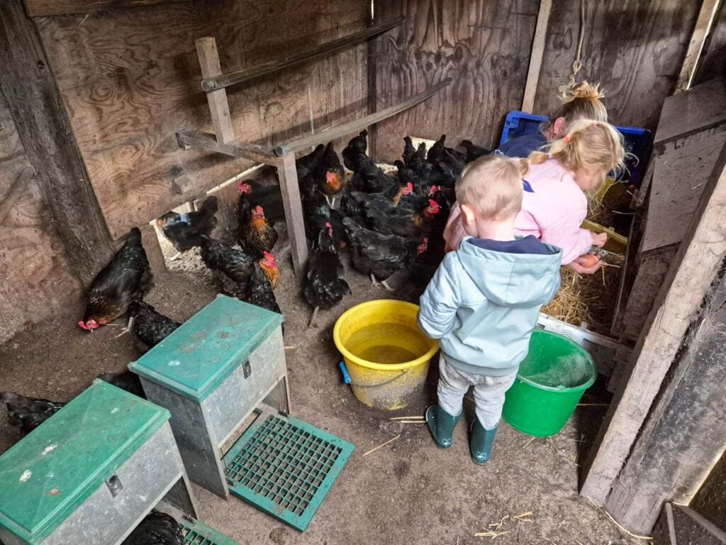 Boerenbed de zeekraal