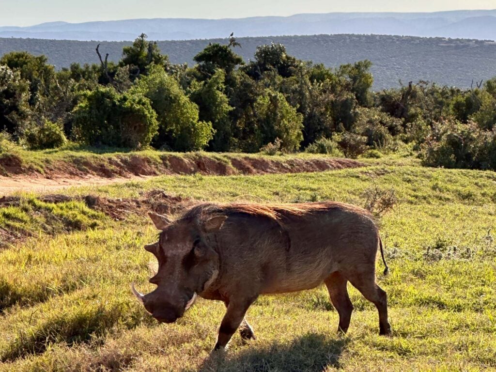  Addo Elephant Park