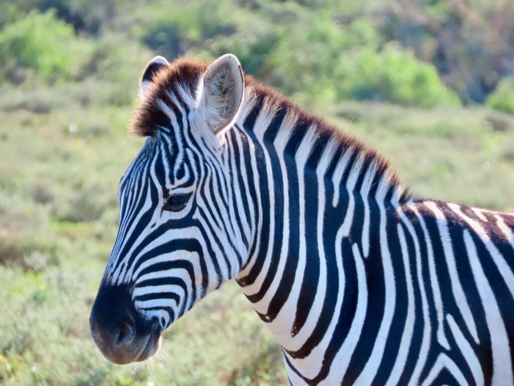 Addo Elephant Park met kinderen