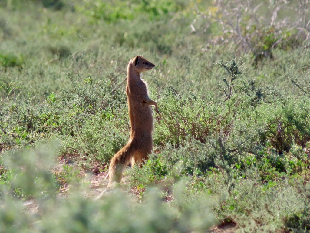 Addo Elephant Park met kinderen