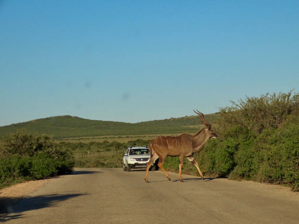  Addo Elephant Park