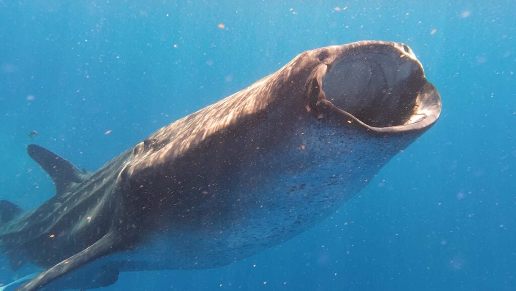 Snorkelen en zwemmen met walvishaaien Isla Mujeres
