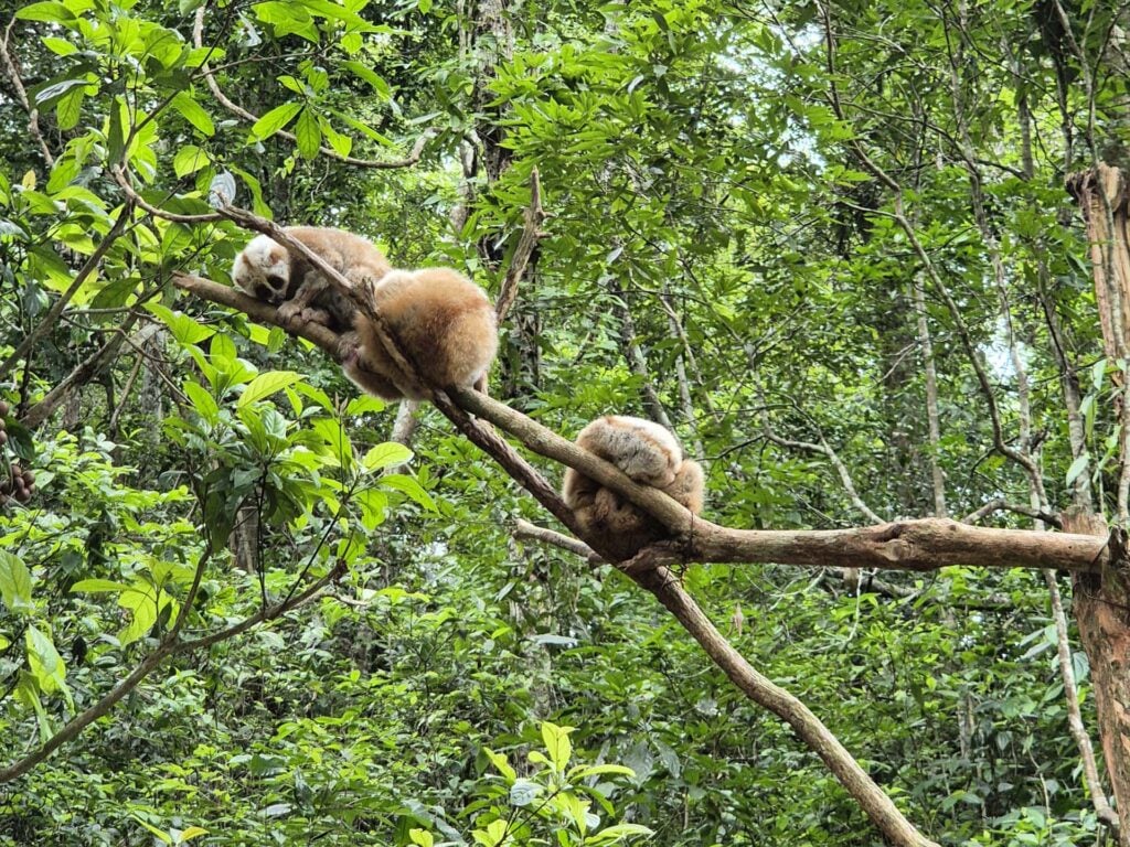 Jinghong Wild Elephant Valley 
