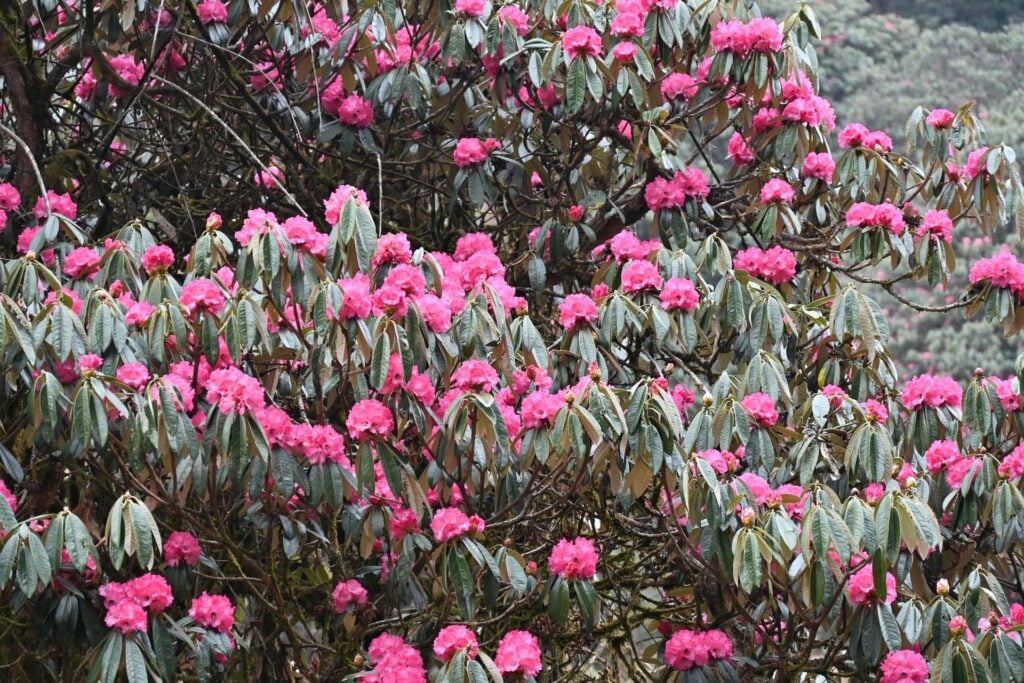 Dag 2 – Van Ulleri naar Ghorepani