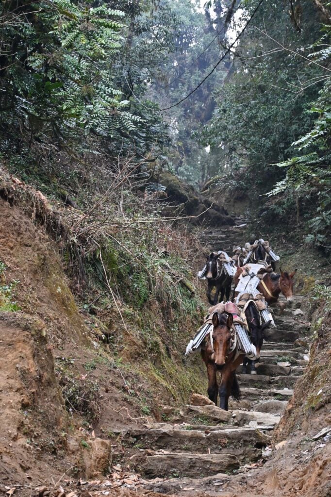 poonhill met kinderen